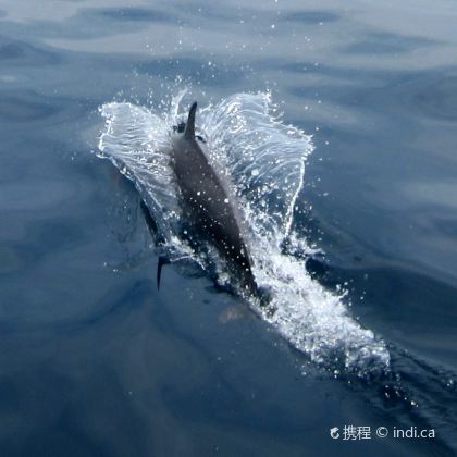 斯里兰卡科伦坡+尼甘布+康提+锡吉里耶+努沃勒埃利耶区+埃勒+美蕊沙+加勒9日8晚自由行