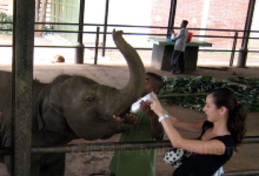 Elephant Transit Home景点图片