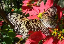 Butterfly World景点图片
