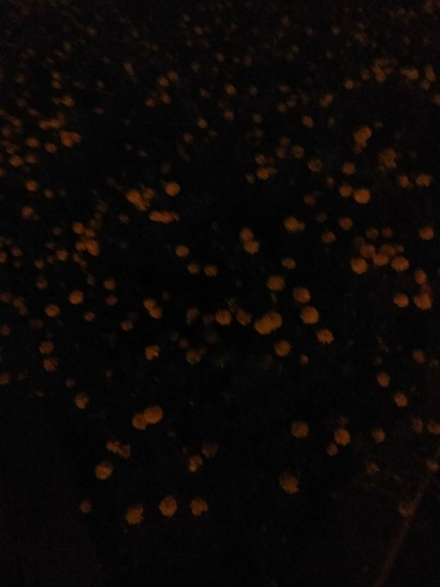 中心广场旅行图片 2