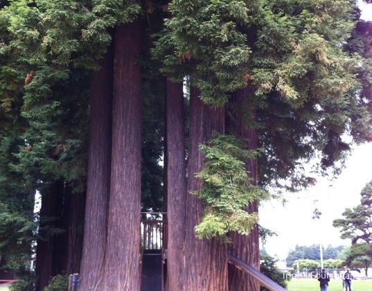 Sequoia Park Tickets Deals Reviews Family Holidays Trip Com