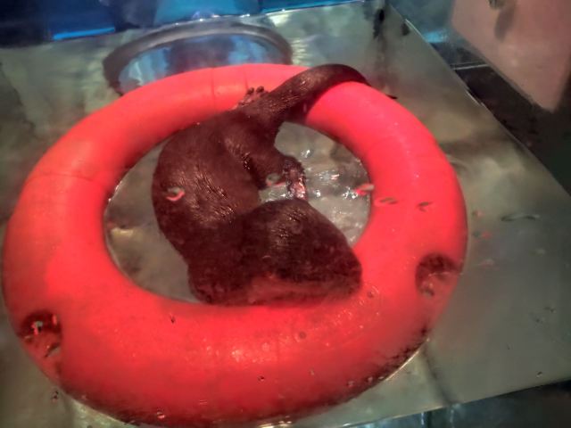 Grandview Aquarium