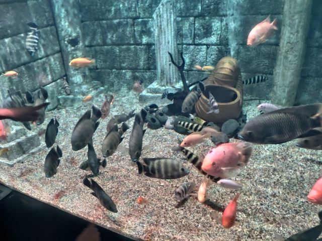 Grandview Aquarium