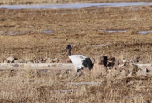 巴札寺景点图片