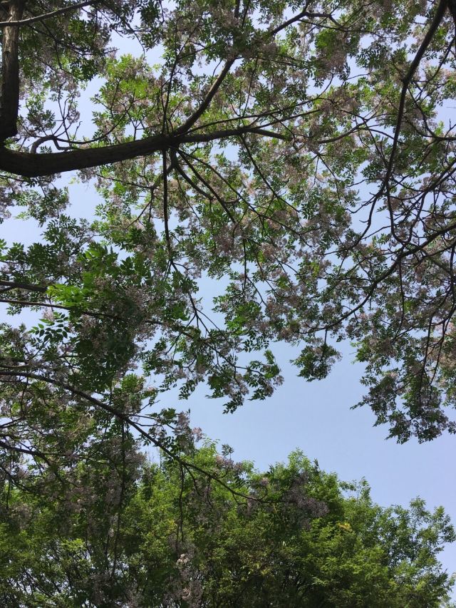 琴台小森林旅行图片 3