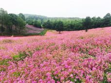 西长四季花海-湘阴-M29****9759