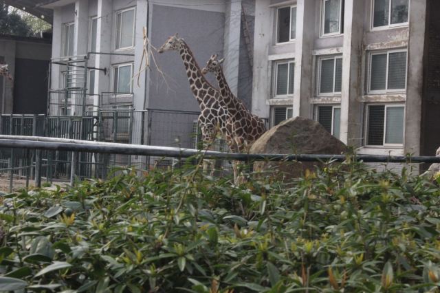 Shanghai Wild Animal Park
