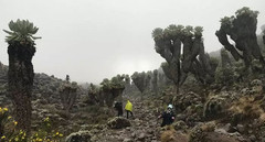 乞力马扎罗山国家公园游记图片] 【乞力马扎罗登山】7条登山路线对比大全！干货分享（坦桑尼亚篇）