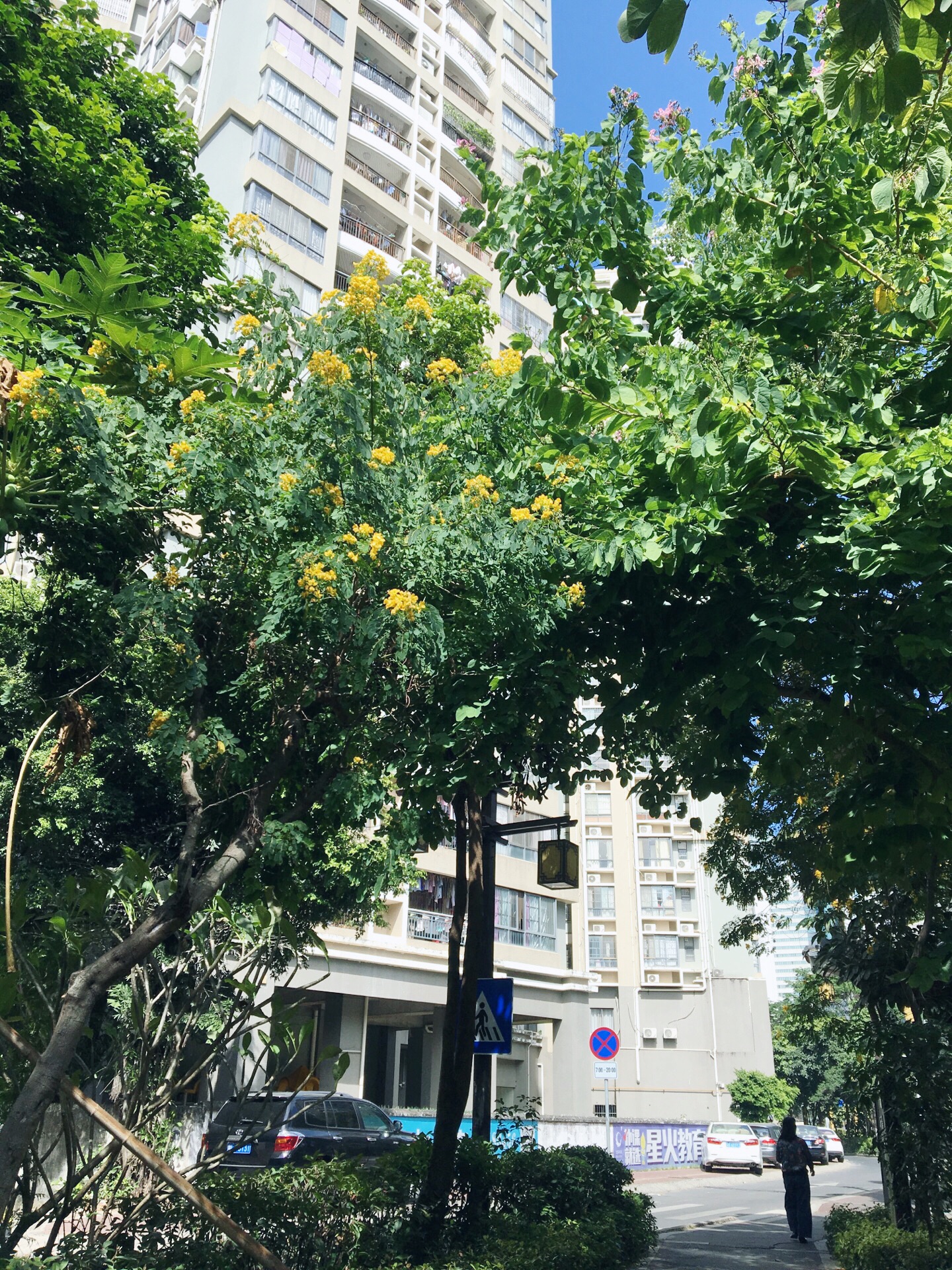 惠州金山河白鹭栖霞
