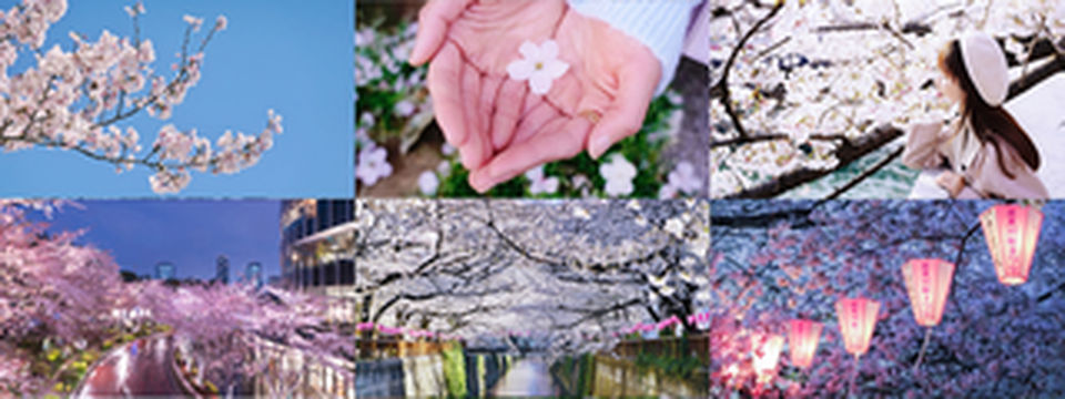 【日本】最全东京樱花实拍指南，纪念平成年最后的樱花季！