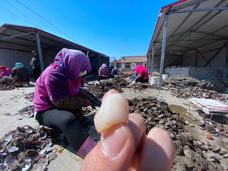 实拍哈仙岛渔民丰收季，海八珍之一竟在这里盛产，海边人抢着买