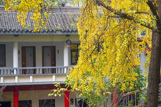 2020年最新成都景点美食推荐+最新成都特色酒店推荐--成都西姆善居酒店(陕西街店)