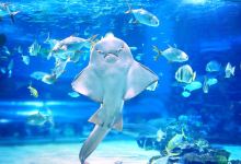 太平洋水族馆景点图片