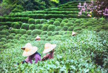中国杭州-九溪烟树-九溪十八涧-龙井村-云栖竹径一日游R【江南杭州城 8小时城市CITYWALK 中英文俄语导游 定制包车 行程可调】