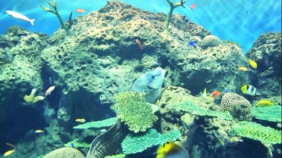 大洗水族館