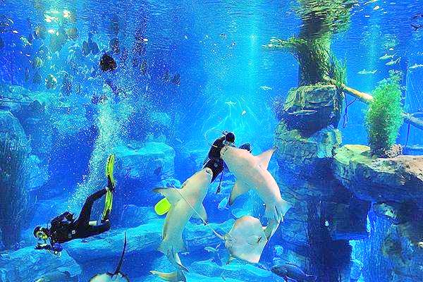 新加坡虎豹海洋游乐园成都海洋馆
