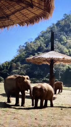 泰国大象自然保护公园-Kuet Chang-木偶奇遇ce
