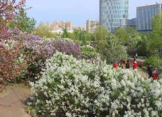 丁香公园-哈尔滨--自由飞翔_