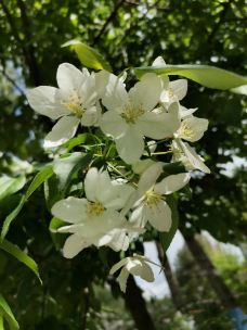 丁香公园-哈尔滨-阳光下的大树郁郁葱葱