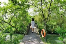 青龙湖公园-北京-阳光下的大树郁郁葱葱