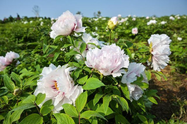 湖北安陆王义贞朱桥牡丹园——花开时节迷万人