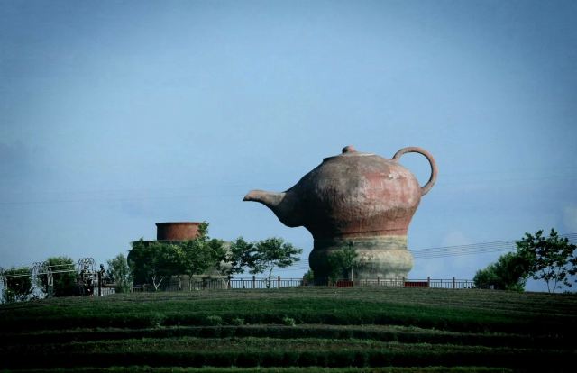 大明山万古茶园旅行图片 2