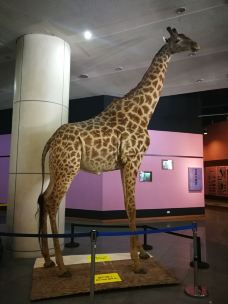 台湾自然科学博物馆-台中-猩猩知倪心