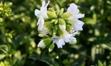 丁香公园-哈尔滨--自由飞翔_