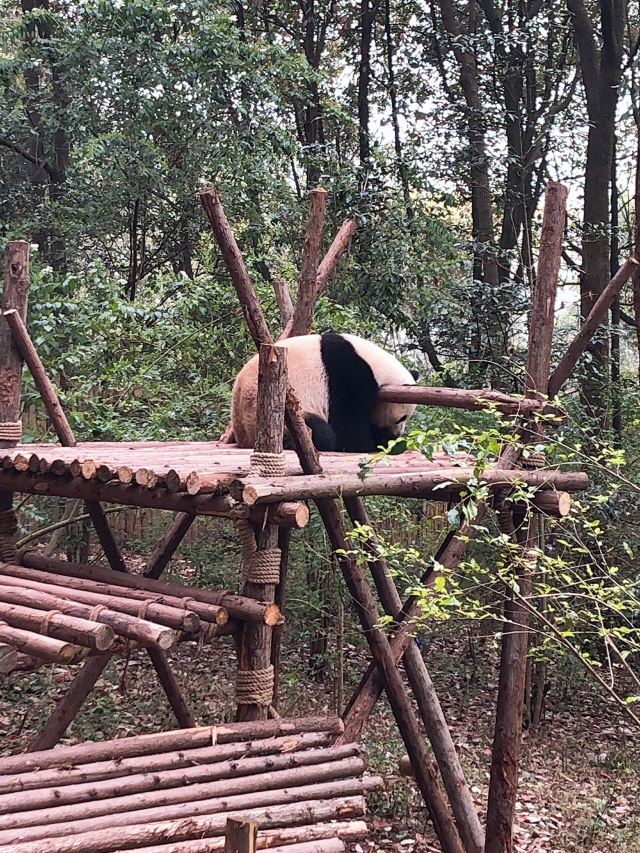 Chengdu Research Base of Giant Panda Breeding