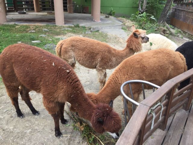 Taipei Zoo