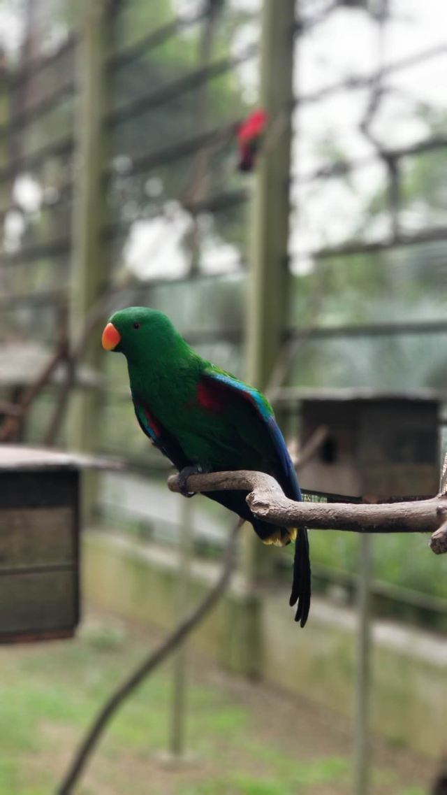 クアラルンプール バードパーク Attractions クアラルンプール Travel Review Travel Guide Trip Com