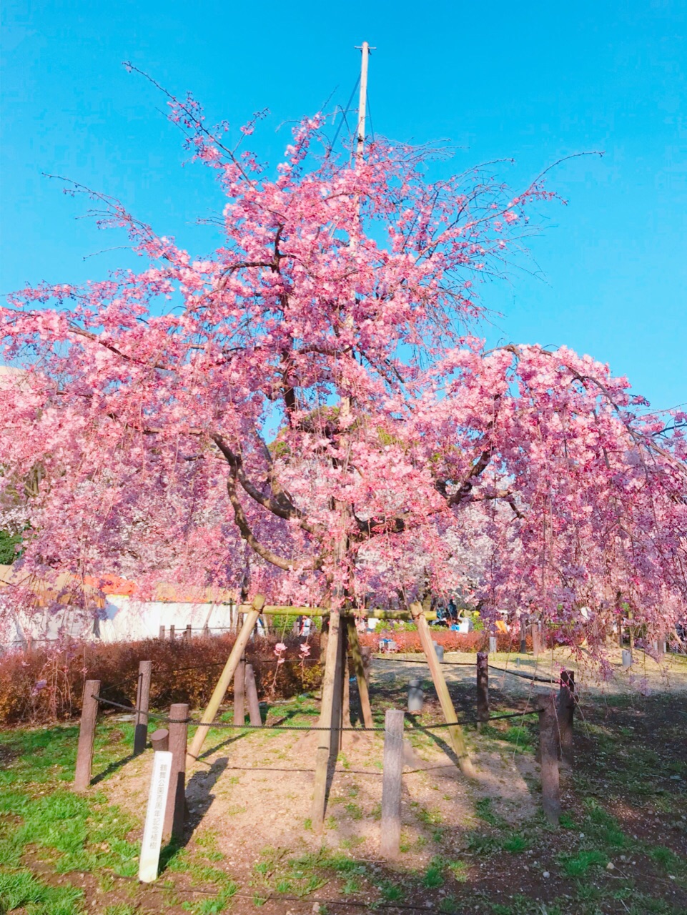 名古屋赏樱