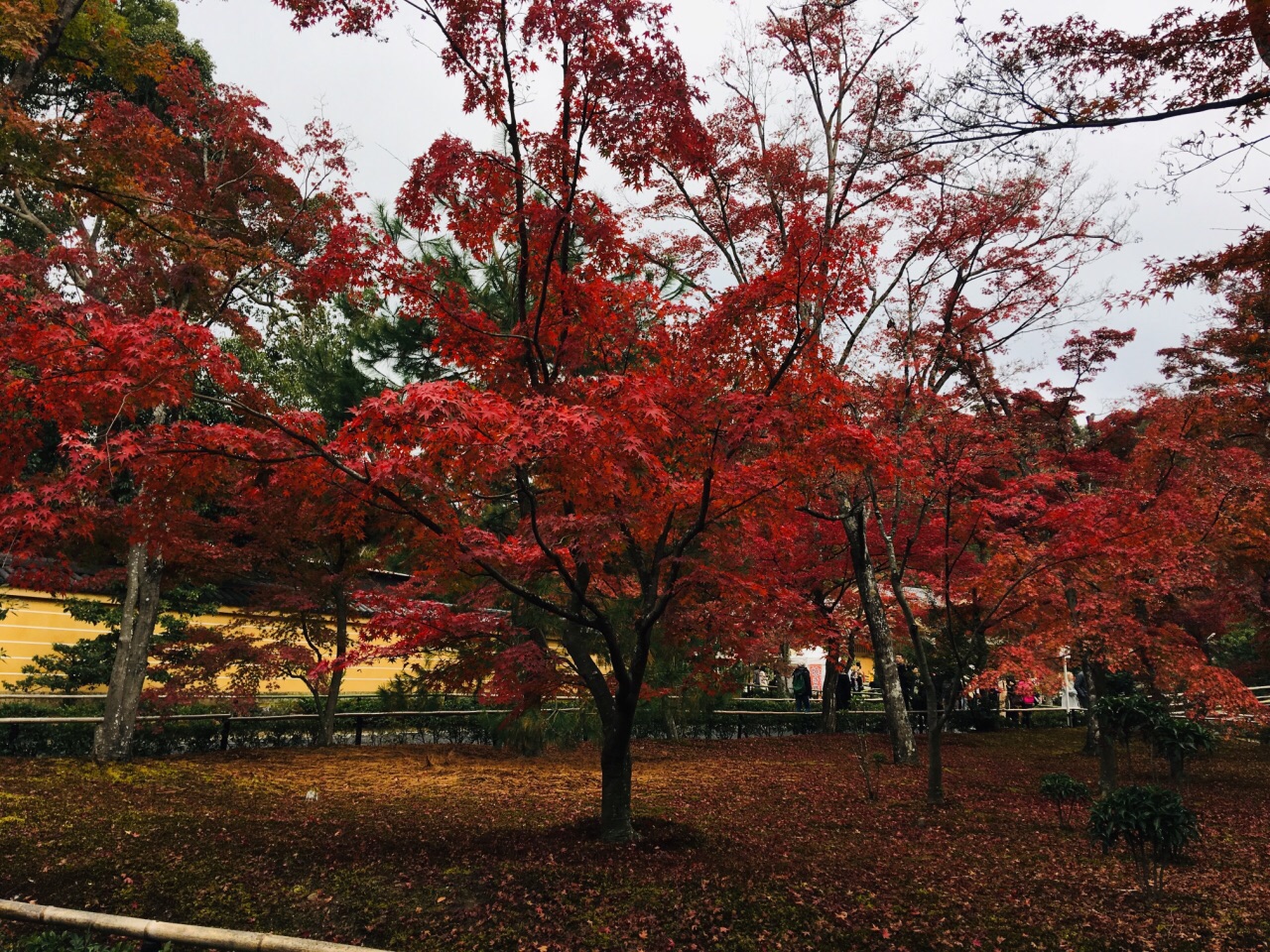 京都金阁寺