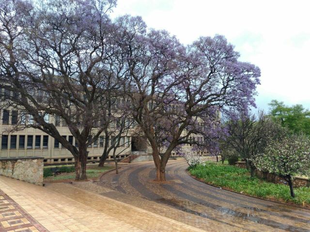 Witwatersrand (Wits) University