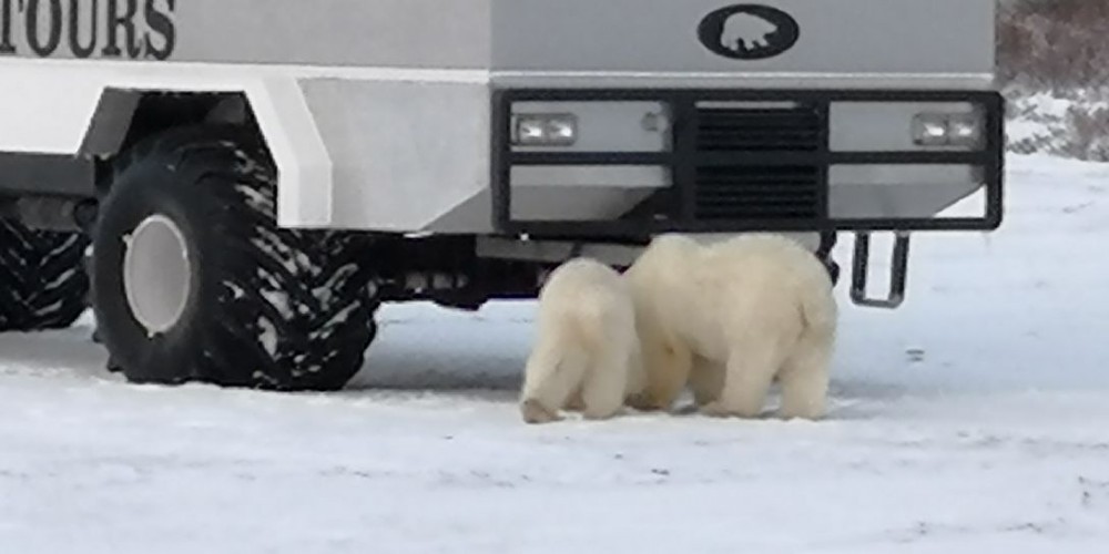 风雪中观赏北极熊