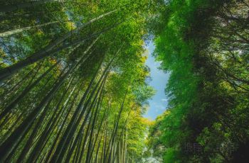 【携程攻略】京都岚山交通路线,怎么去岚山,岚