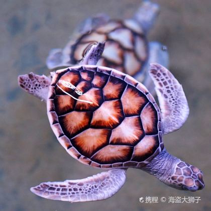 斯里兰卡加勒+海龟孵化场+乌达瓦勒韦国家公园4日3晚私家团