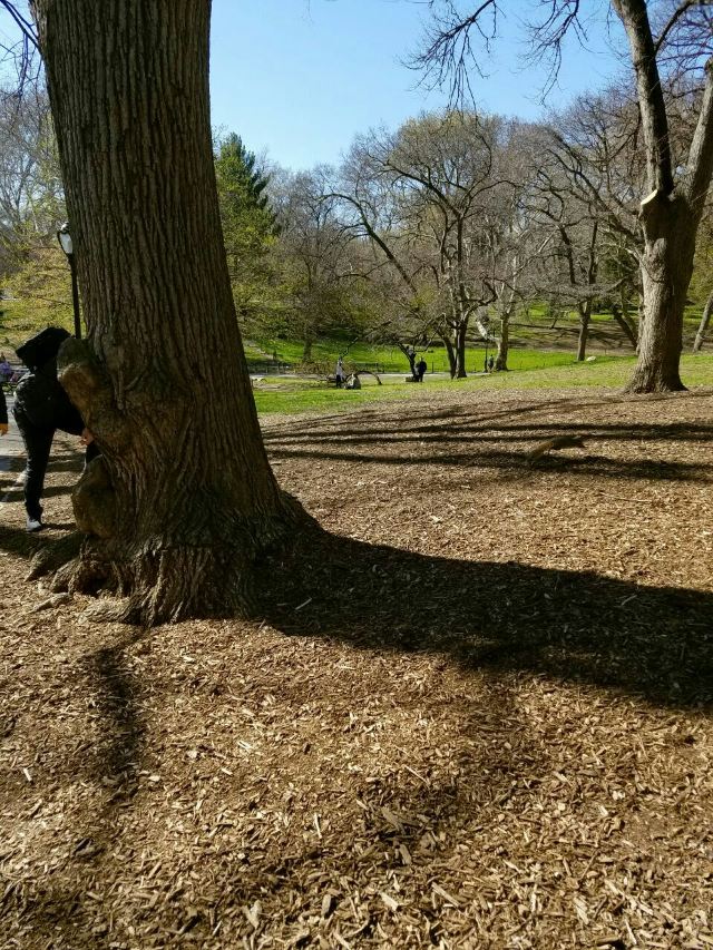 Central Park