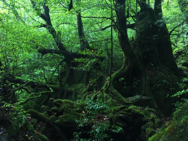 白谷雲水峽