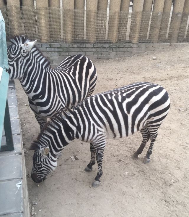 Beijing Zoo