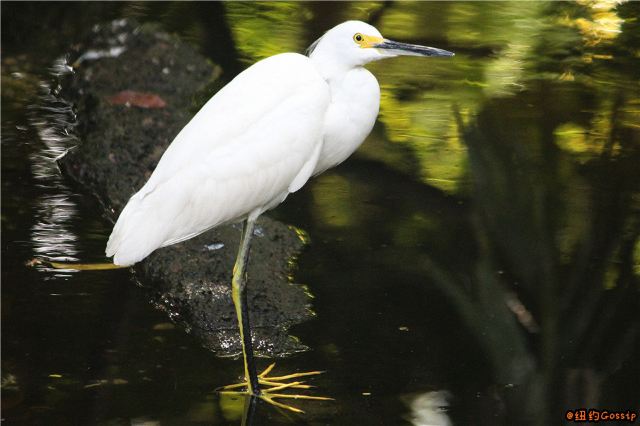 Jungle Island