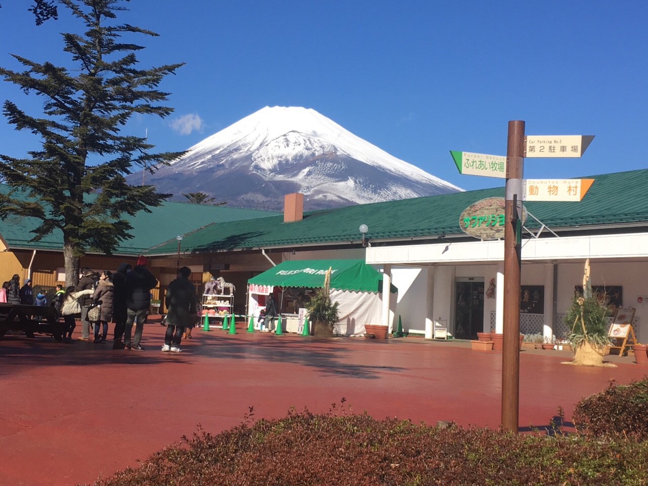 观赏富士山欣赏美景动物