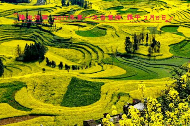 Luoping Canola Flower Ocean