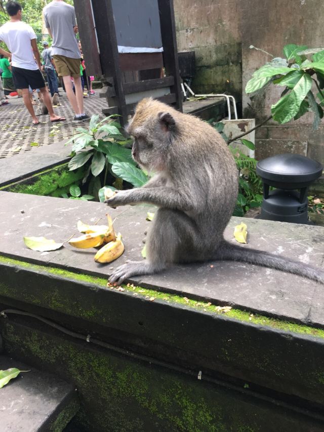 Ubud Monkey Forest