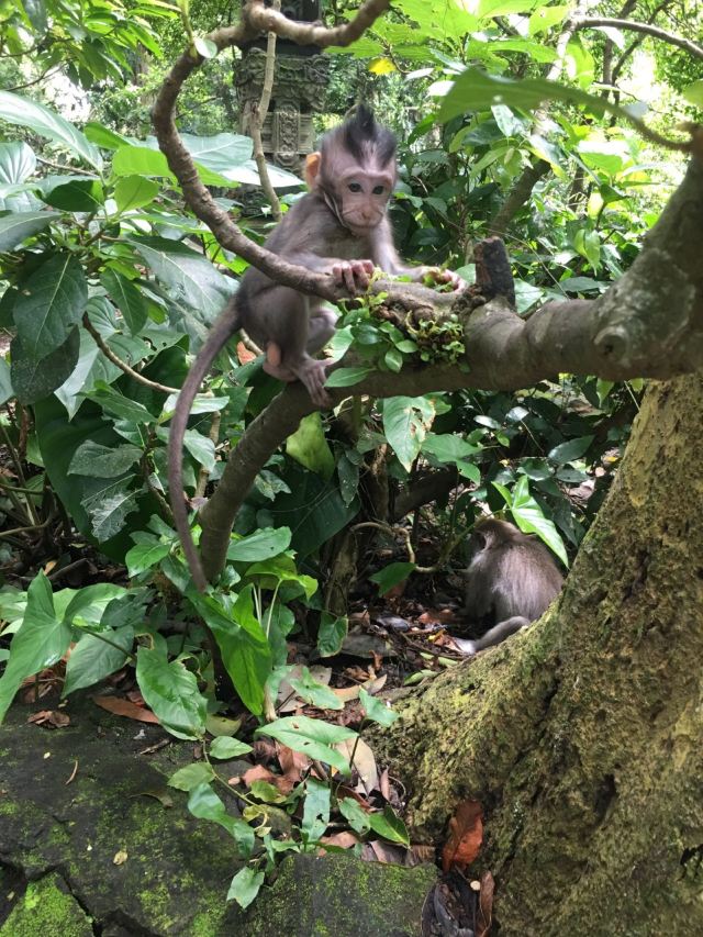 Ubud Monkey Forest
