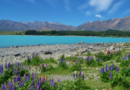 lake tekapo tavern餐厅图片