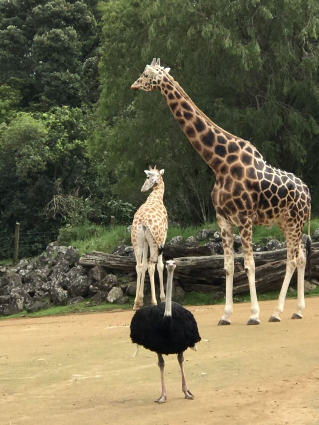 Auckland Zoo