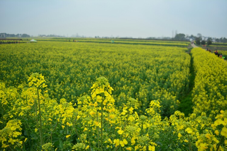 油菜花