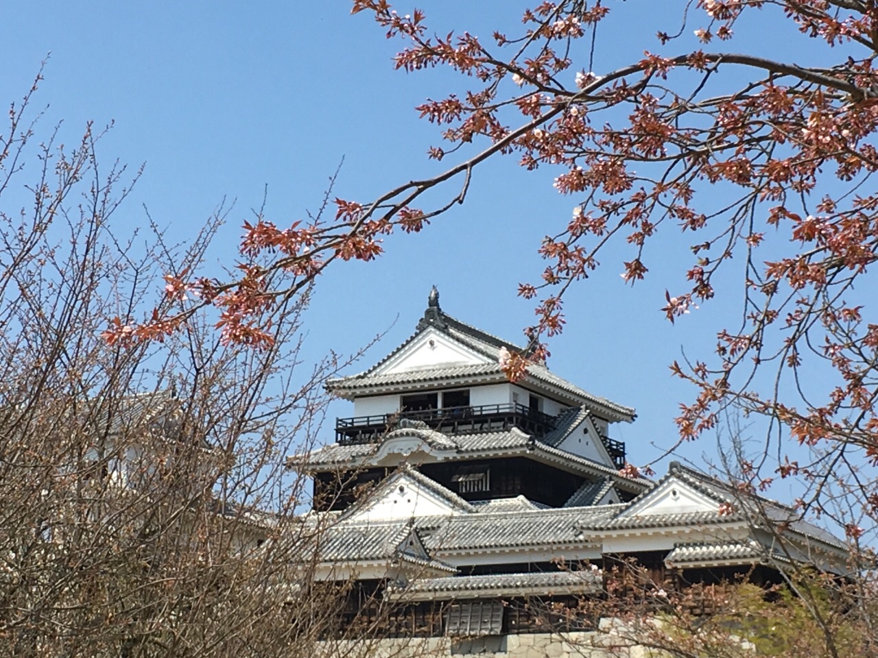 松山城上看樱花