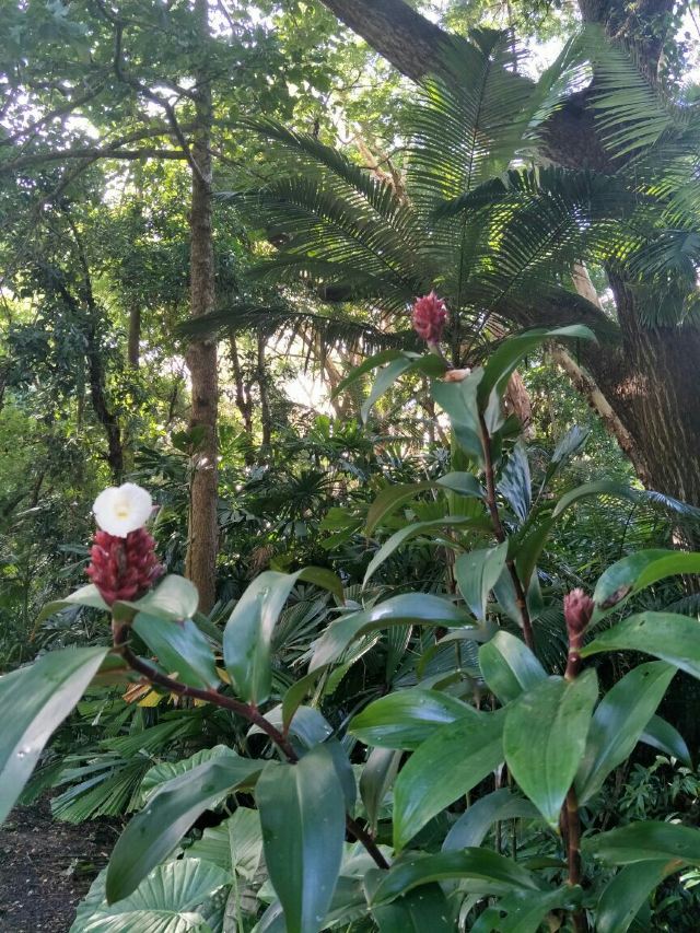 Cairns Botanic Gardens